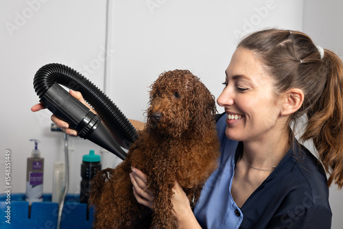 Professional groomer blow-drying fluffy white poodle during salon grooming session