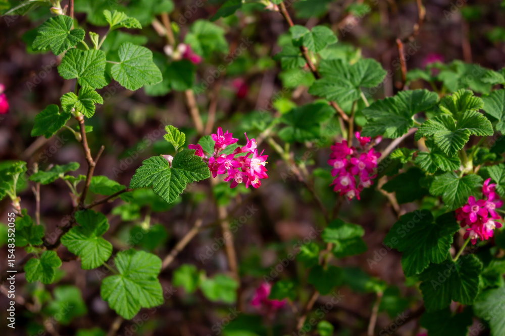 Rhododendron hirsutum flower growing in mountains, macro Rhododendron hirsutum flower growing in mountains, macro