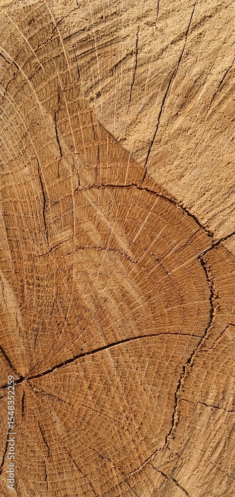 Fototapeta premium wood texture background