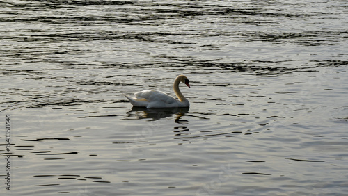 A white swan enjoying the swim in a lake
