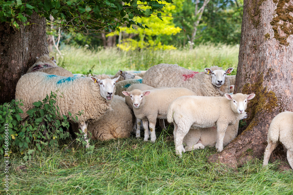 Fototapeta premium Group of farm sheep, countryside of Newbury, Berkshire of England, Summer daytime, uk
