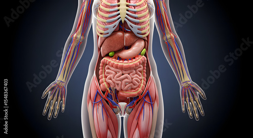 Female Human Anatomy: Organs and Body Systems