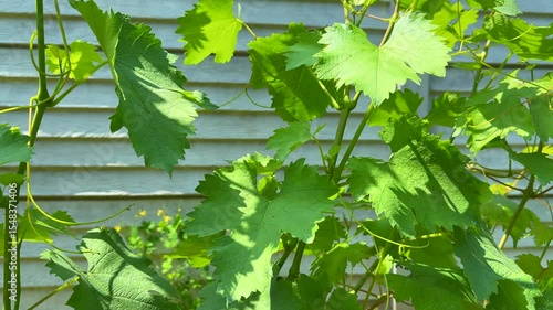 Young green grape vines growing along a fence, great for vineyard promotions, gardening tutorials, or eco-themed videos about nature and plant growth.