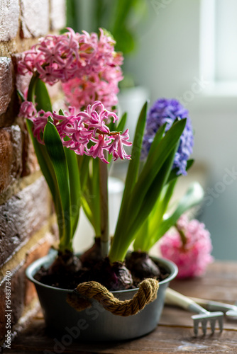 Spring floral home decor, cozy atmosphere. Bright fresh purple and pink bulbous hyacinth flowers on wooden windowsill. Springtime gardening concept. Sustainable lifestyle, earth day