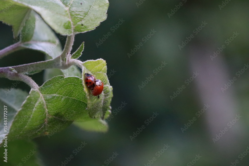 Obraz premium Mating ladybugs