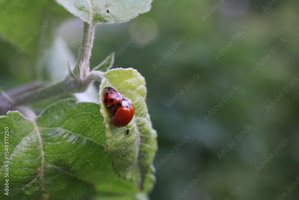 Fototapeta premium Mating ladybugs