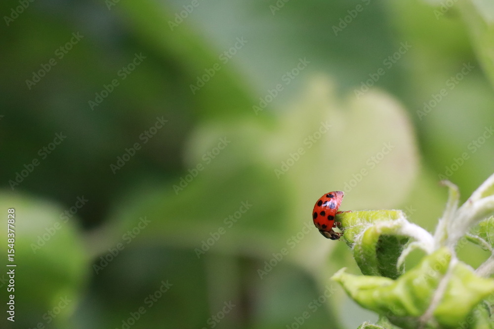 Fototapeta premium Mating ladybugs
