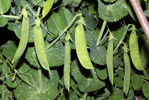 Quadro em tela Close up of mange tout peas growing on the plant in a garden vegetable patch