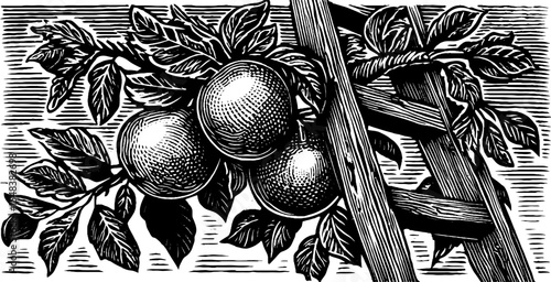 Vintage orchard scene with ladder and pear tree for retro design