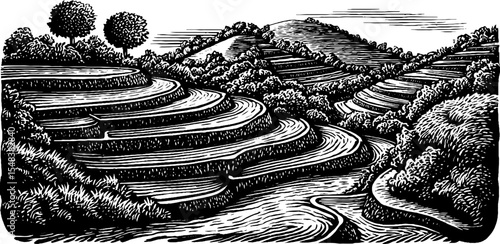 Serene terraced rice paddies on hillside in black and white sketch