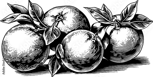 Hand drawn engraving of orange crate for scurvy prevention illustration