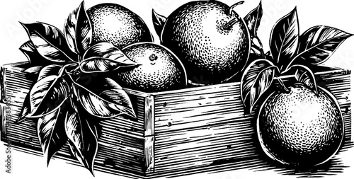 Vintage crate of oranges for scurvy prevention design for print