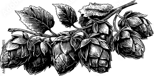 Vintage hops cone cluster emblem in black and white for crafts and design