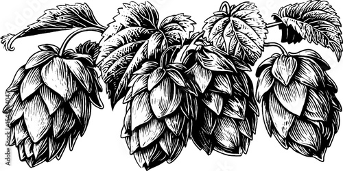 Black and white hops cone cluster emblem for vintage labels and designs
