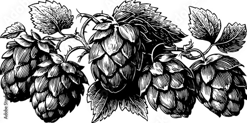 Vintage hops cone cluster emblem for brewing design in black and white
