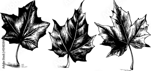 Black and white maple leaf sketches for canada day celebration design