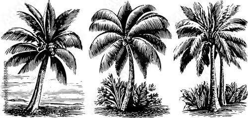 Tropical treasure island silhouettes with palm trees for design projects