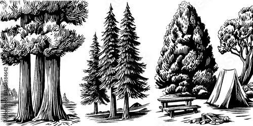 Pine forest campsite scene with tent and picnic table in vintage hand drawn style