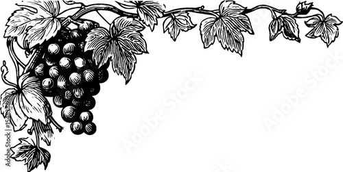 Black and white grape vine corner cluster design for vintage print or card