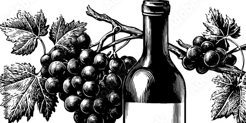 Vintage vineyard grapevine and wine bottle illustration for decorative border design