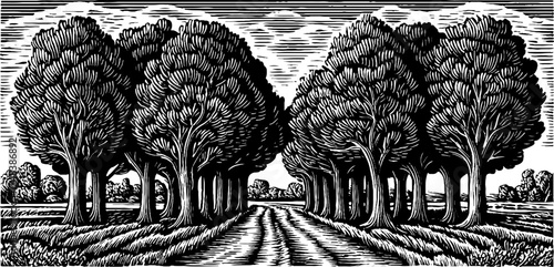 Vintage black and white sketch of poplar tree windbreak lining a country road
