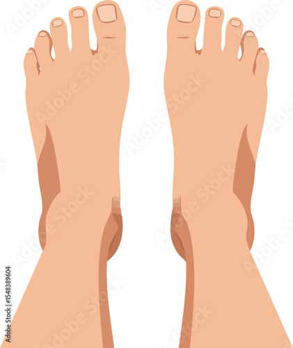 Human feet vector illustration showing toes and skin tone details from top view without background 