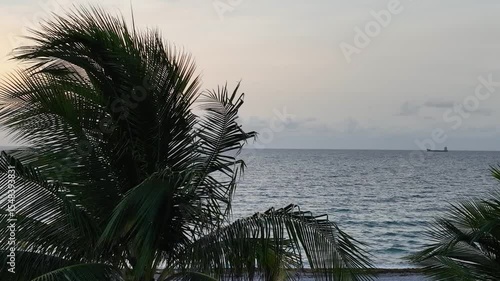 4K drone footage panning across palm trees behind a tropical beach.