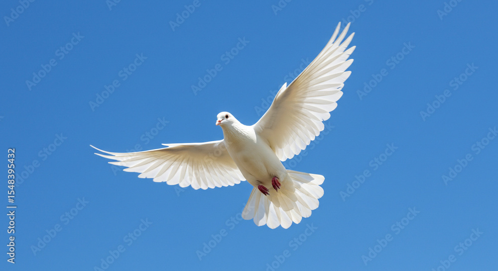 Fototapeta premium white dove fly in sky.jpg