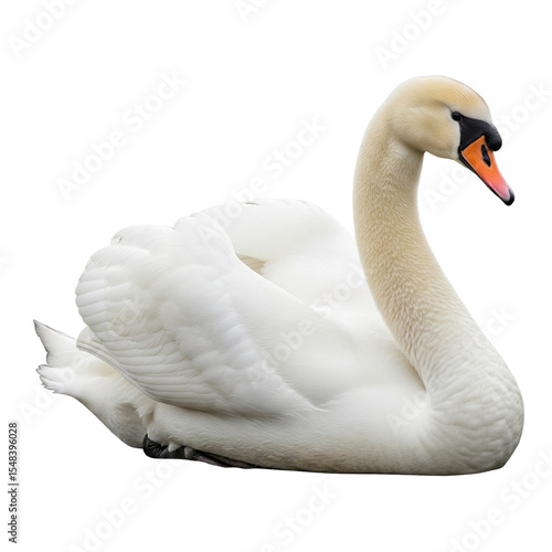 Fototapeta Naklejka Na Ścianę i Meble -  Beautiful swan isolated on clear transparent background Generative Ai.