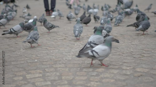 Pigeons wandering around city floor looking for food 4k
