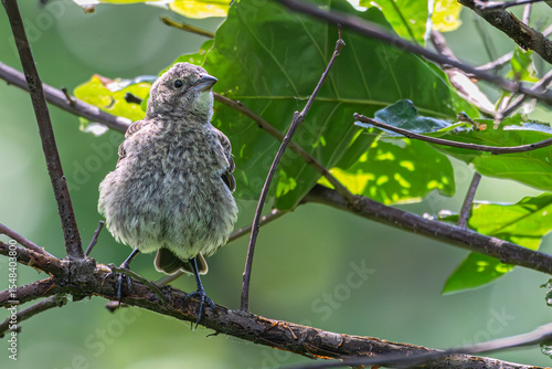 Closeup of a fledgling brown-headed cowbird perched in a tree.