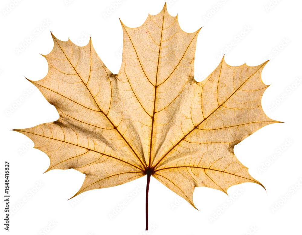 Obraz premium autumn maple leaf