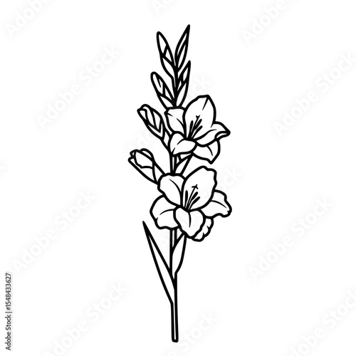 Gladiolus flower line icon in simple black and white design  
