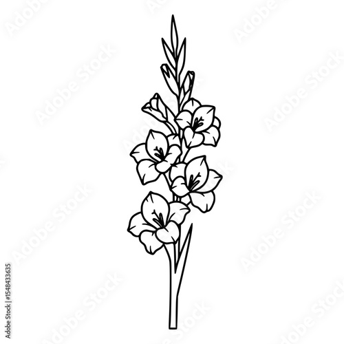Gladiolus flower line icon in minimalistic black and white design  