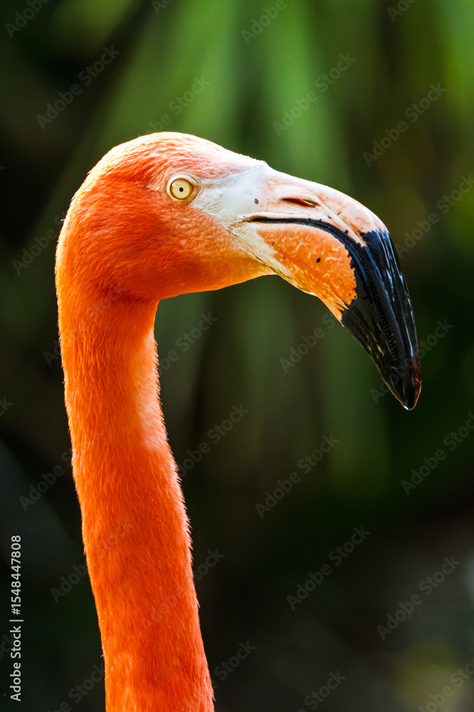 Fototapeta premium American flamingo, Phoenicopterus ruber, group of birds
