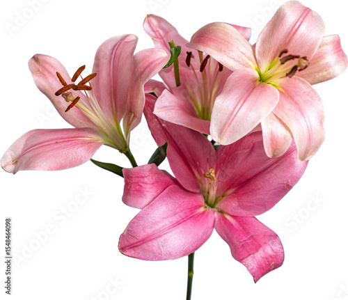 flor de lirio, flor, rosa, naturaleza, fábrica, azucena, primavera, florecer, beldad, ramo, floral, aislada, hojas, hermoso