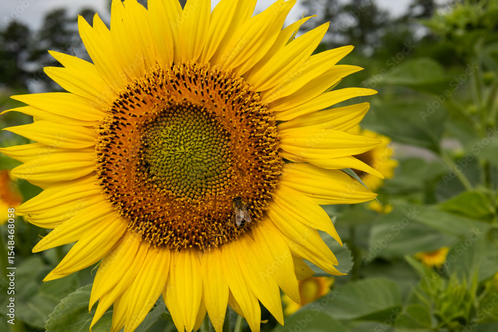 Close up of sunflowers in full bloom with bee's going about their day. Close up of sunflowers in full bloom with bee's going about their day.