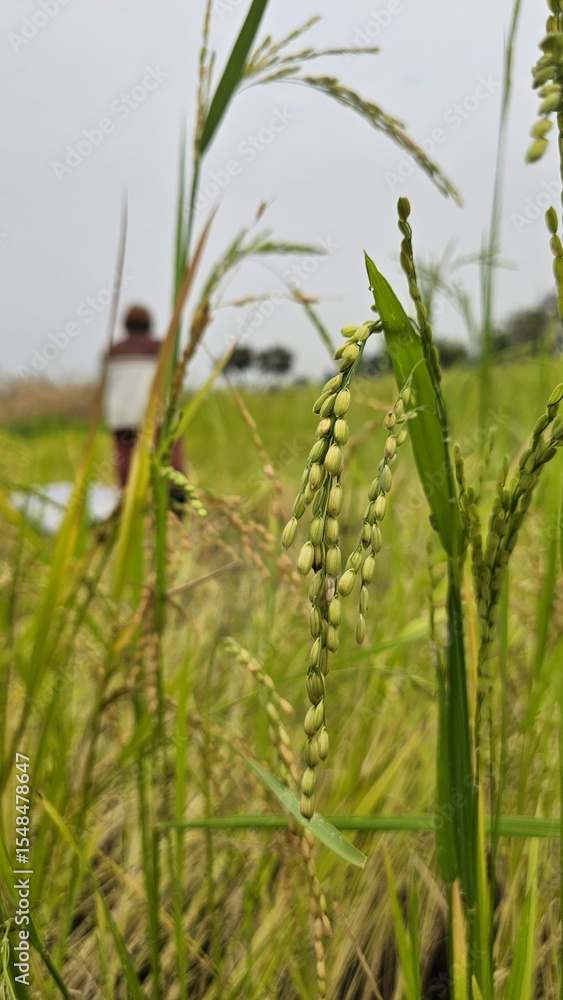 Obraz premium wheat field in the wind