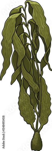 Flowing Kelp Strand