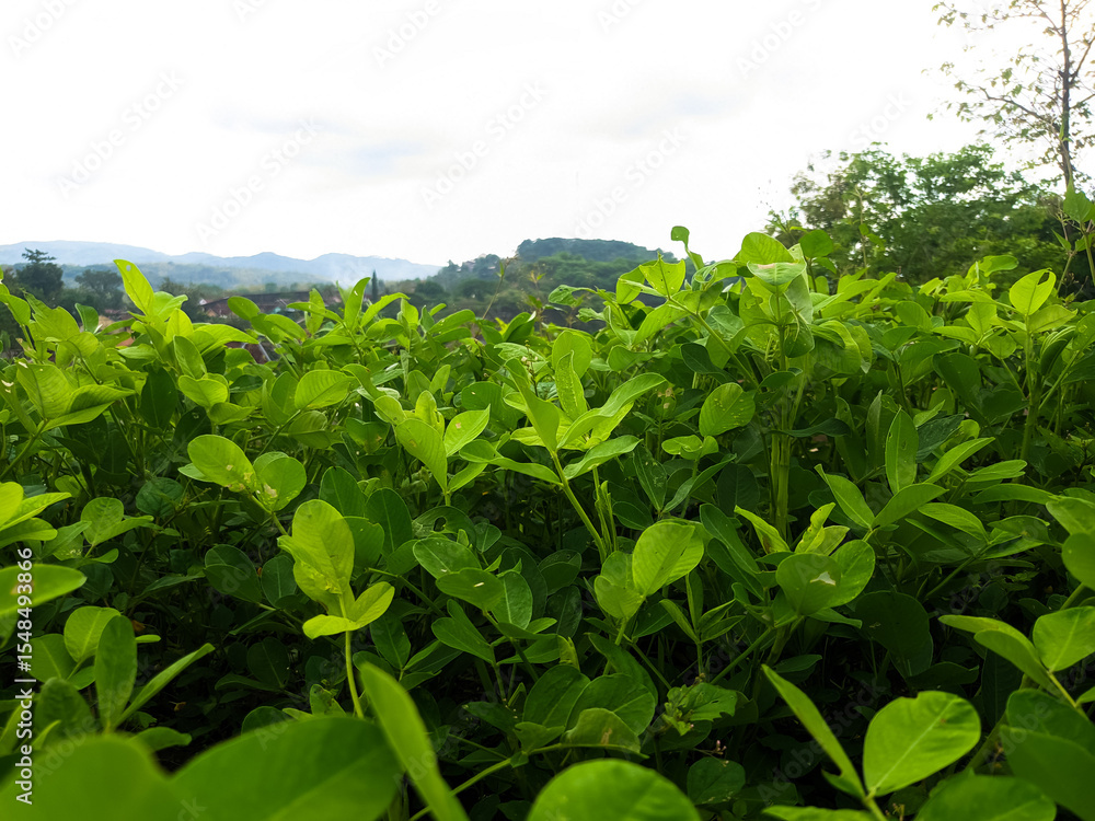 Lush green foliage hillside landscape Lush green foliage hillside landscape