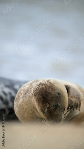 seal uk norfolk sea lion mammal sea ocean wildlife conservation horsey gap