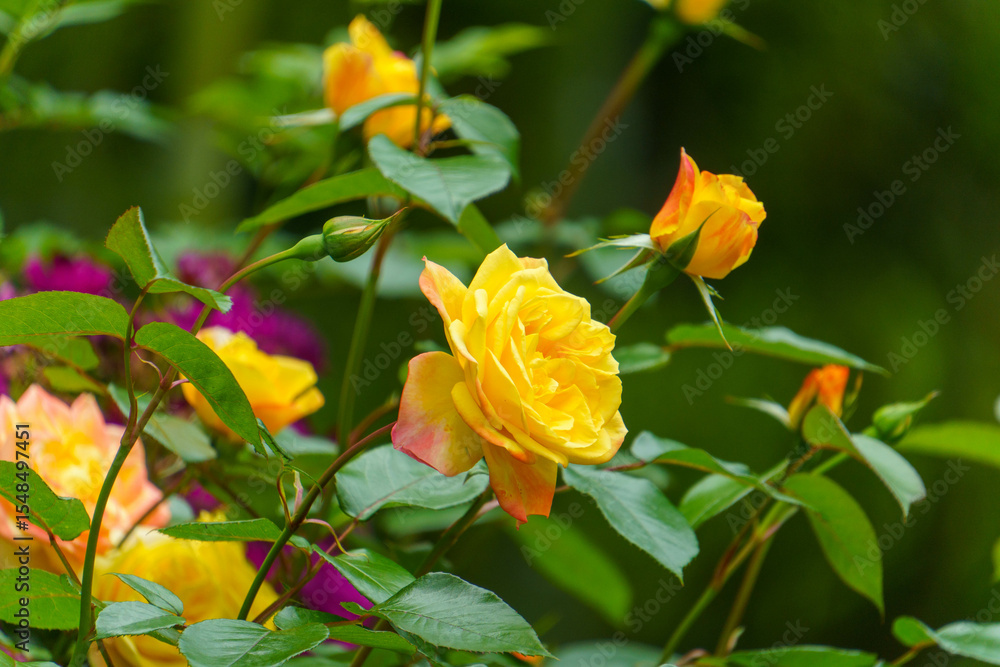 庭園に咲く黄色い薔薇 庭園に咲く黄色い薔薇