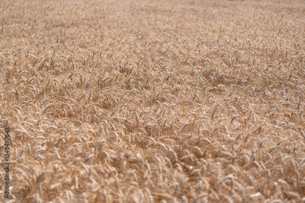 Fototapeta premium Barley grain harvest. Crop harvest in summer. Agriculture field with ripe wheat harvest. Countryside farming. Barley grain and spikelet. Wheat ears background. Ripe barley field. Late harvest