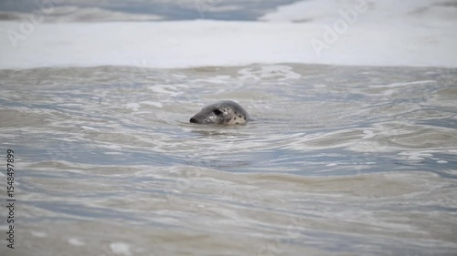 seal uk norfolk sea lion mammal sea ocean wildlife conservation horsey gap