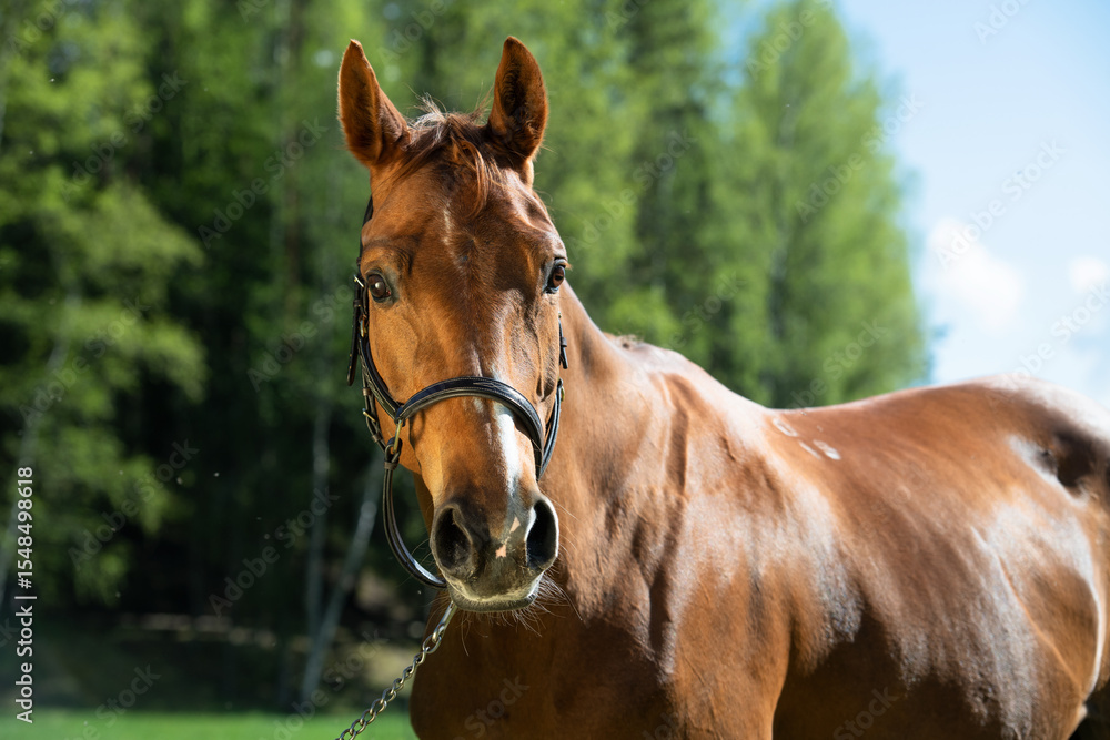Fototapeta premium portrait of beautiful chestnut sportive mare posing at green grass field