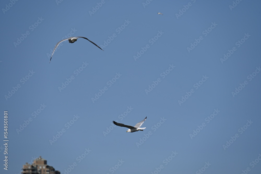 embankment and seagulls on the background of the sea embankment and seagulls on the background of the sea