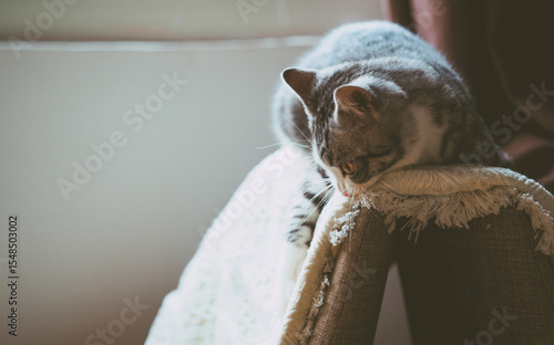 Cat Napping on the Sofa