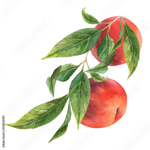  Branch of peaches, nectarines, hand-painted watercolor.