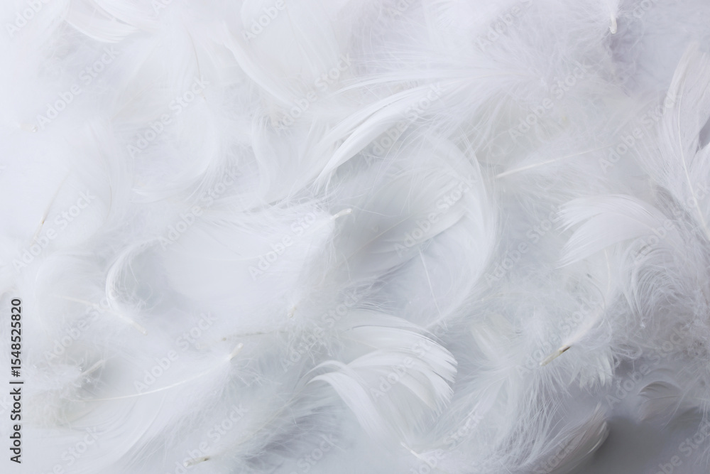 Fototapeta premium 白い羽根の背景