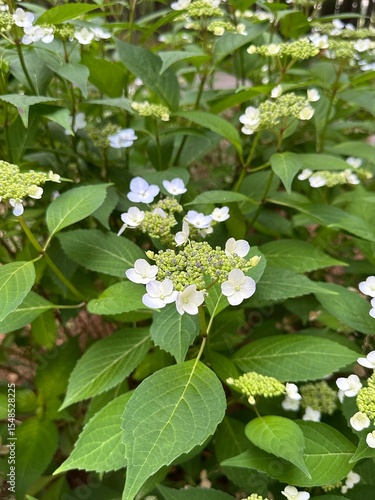 blue and white flowers in a garden
